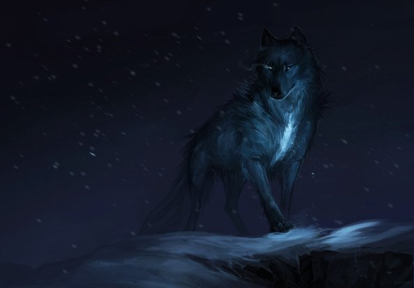 Wolf Drawing