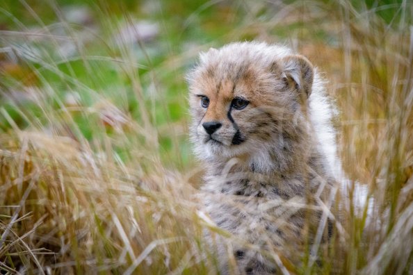 Cheetah Cub