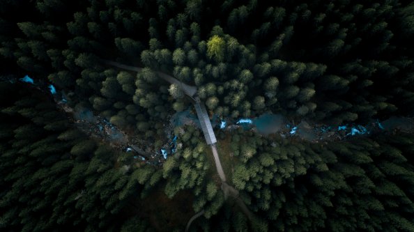 Aerial View Forest 4k