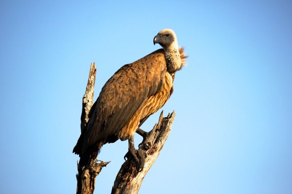 Vulture Bird
