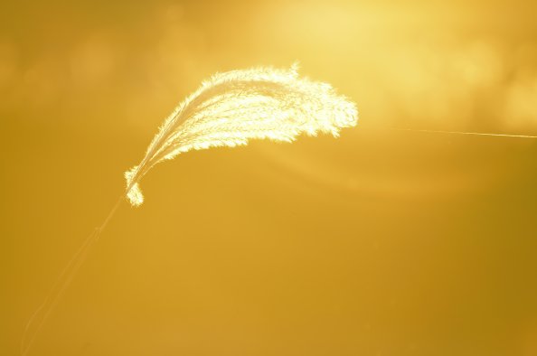 Light Of Fall Spider Thread