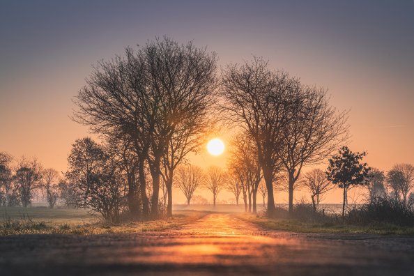 Sunrises And Sunsets Trees Sun Fog 4k
