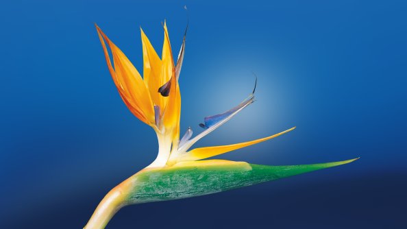 Bird Of Paradise