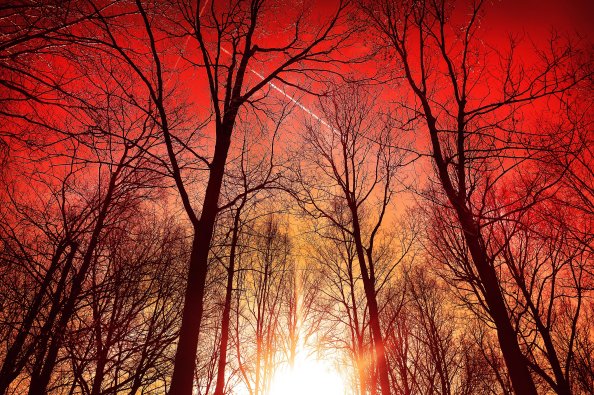 Trees Silhouette Sky 4k