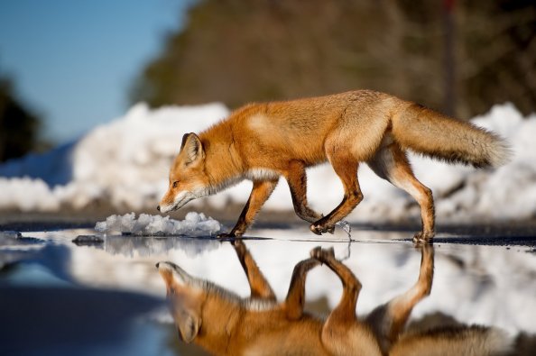 Fox