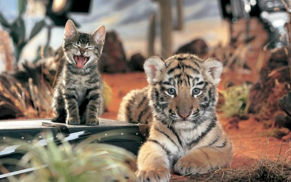 Tiger Cat