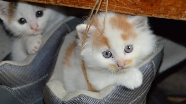 Kittens Cats Copuple