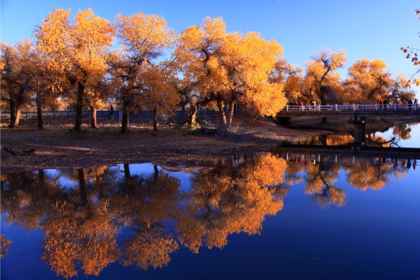 Nature Waters Autumn Trees Reflection In Water