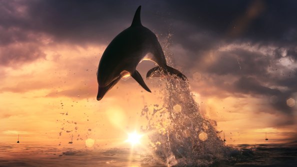 Dolphin Jump Out Of Ocean