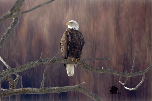 Bald Eagle Sitting On Branch 5k
