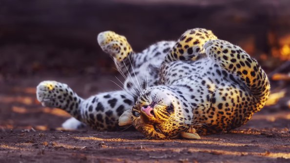 Cheetah In Playful Mood