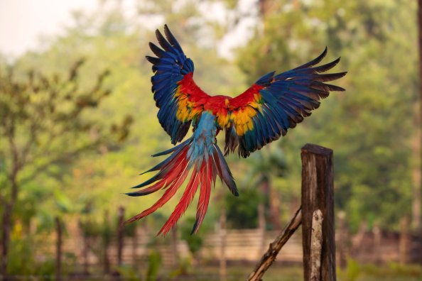 Macaw Flight Feathers