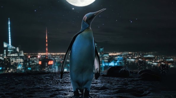 Penguin Moon Night 4k