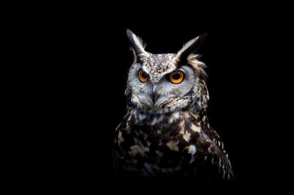 Owl Dark Background