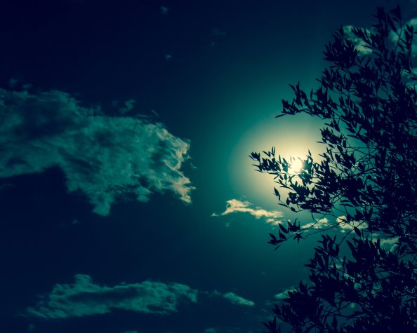 Tree Silhouette