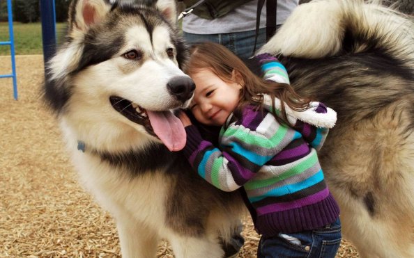 Alaskan Malamute
