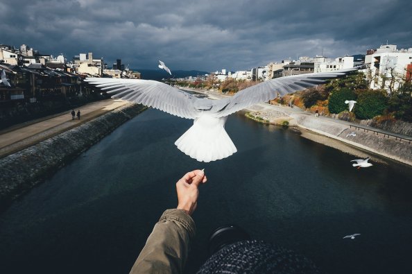 Bird Freedom