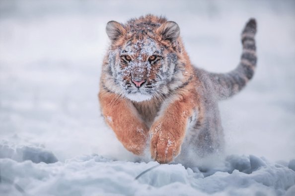 Siberian Tiger In Snow
