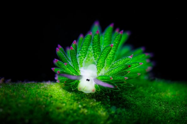 Nudibranchia Plant Underwater