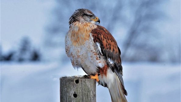 Hawk In Snow 4k