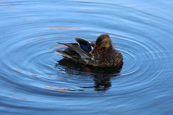 Mallard Duck