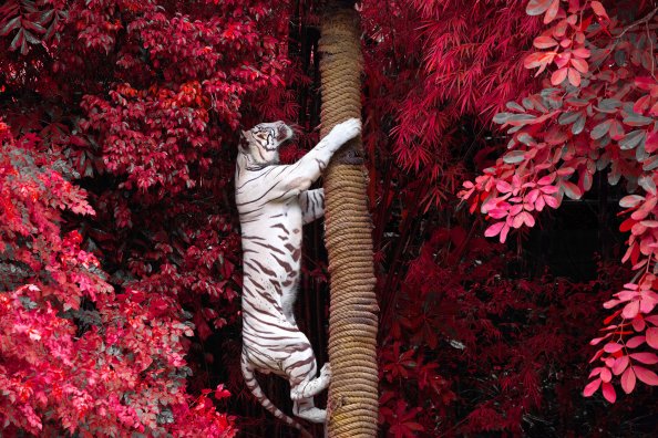 White Tiger Climbing Tree