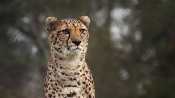 4k Cheetah Wild
