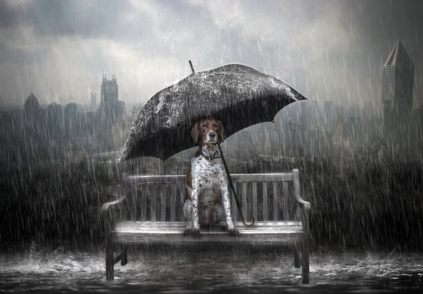 Dog Rain Umbrella Photo Manipulation
