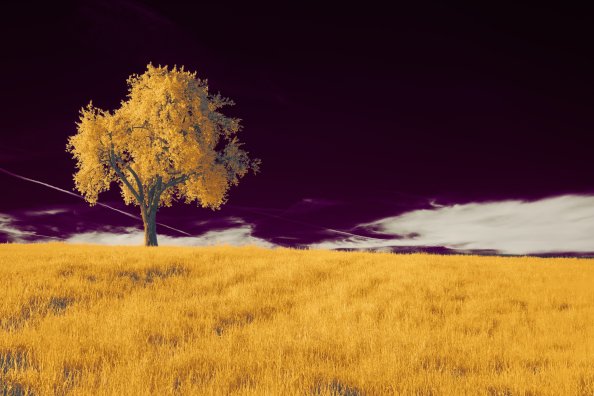 A Tree In A Field With A Purple Sky 5k