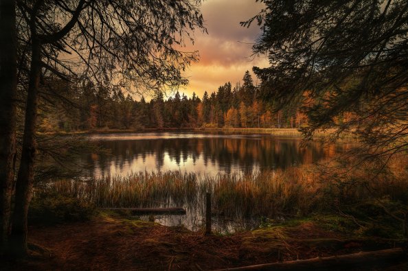 Forest Lake Landscape