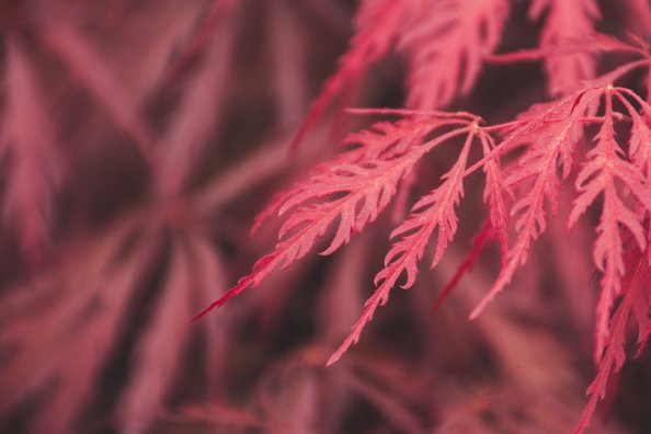 Red Leaf Macro 4k