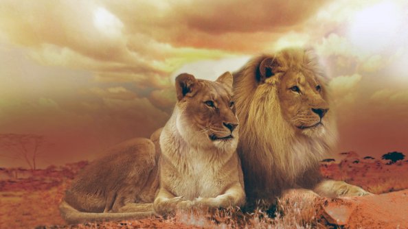 Lion and Lioness