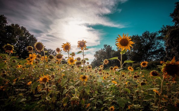 Sunflowers Nature