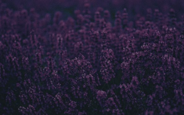 Lavender