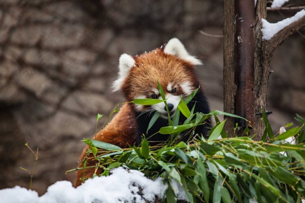 Red Panda