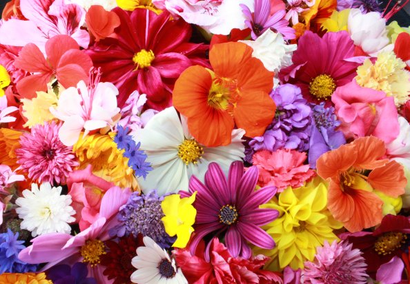 Colorful HD Flowers