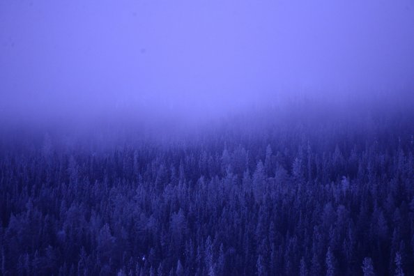 A Foggy Forest Blue Trees 5k