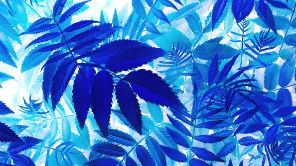 Bunch Of Blue Leaves On A White Background