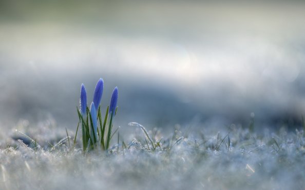 Crocus