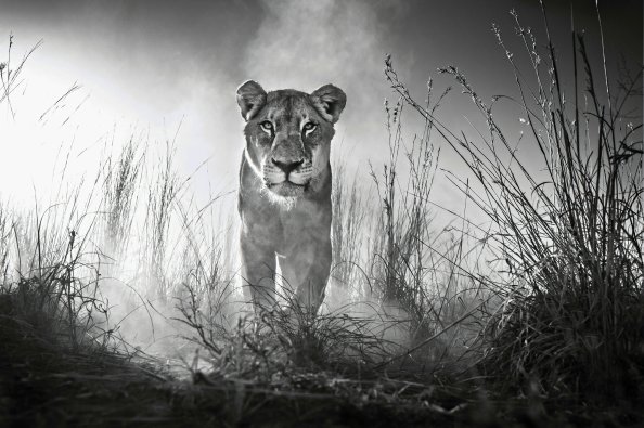 Lion 4k Black And White