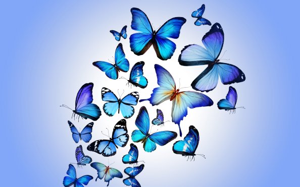 Butterfly Art