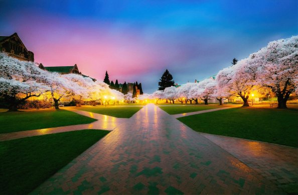 Cherry Blossom Tree Park 4k