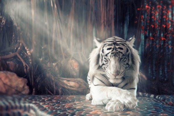 White Tiger Dreamy