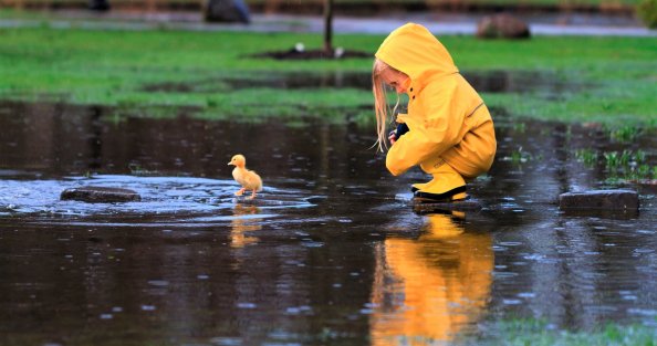 Little Girl Playing With Duckling