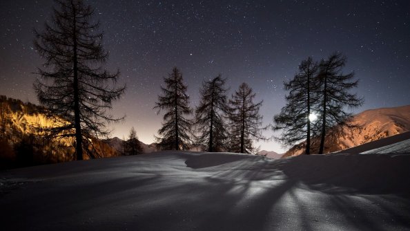 Winter Trees Snow