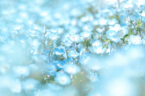 Blue Flowers Minimal 4k