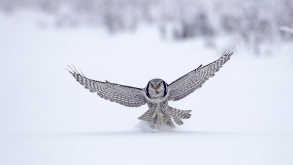 Owl In Snow