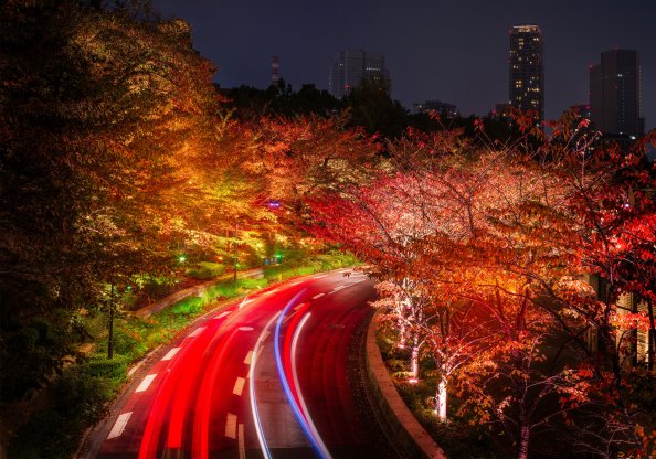 Japan Tokyo Roads Autumn Trees Night