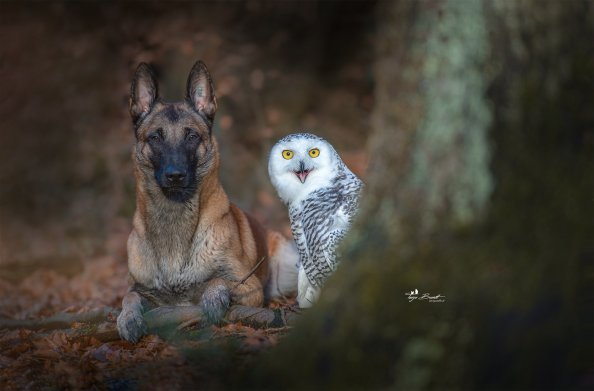 Dog With Owl