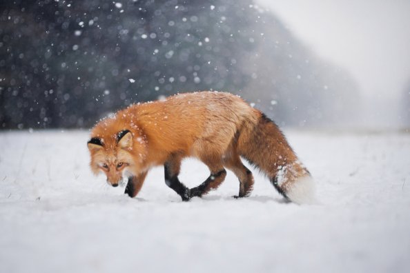 Wild Fox In Snow